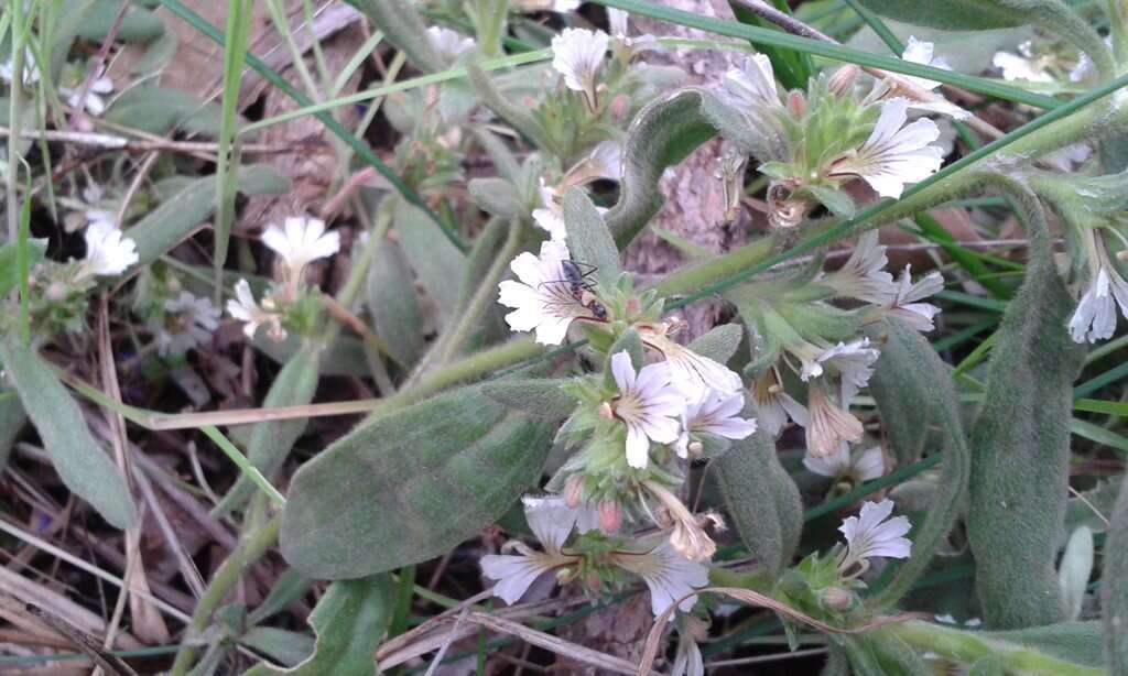 Image of Scaevola canescens Benth.