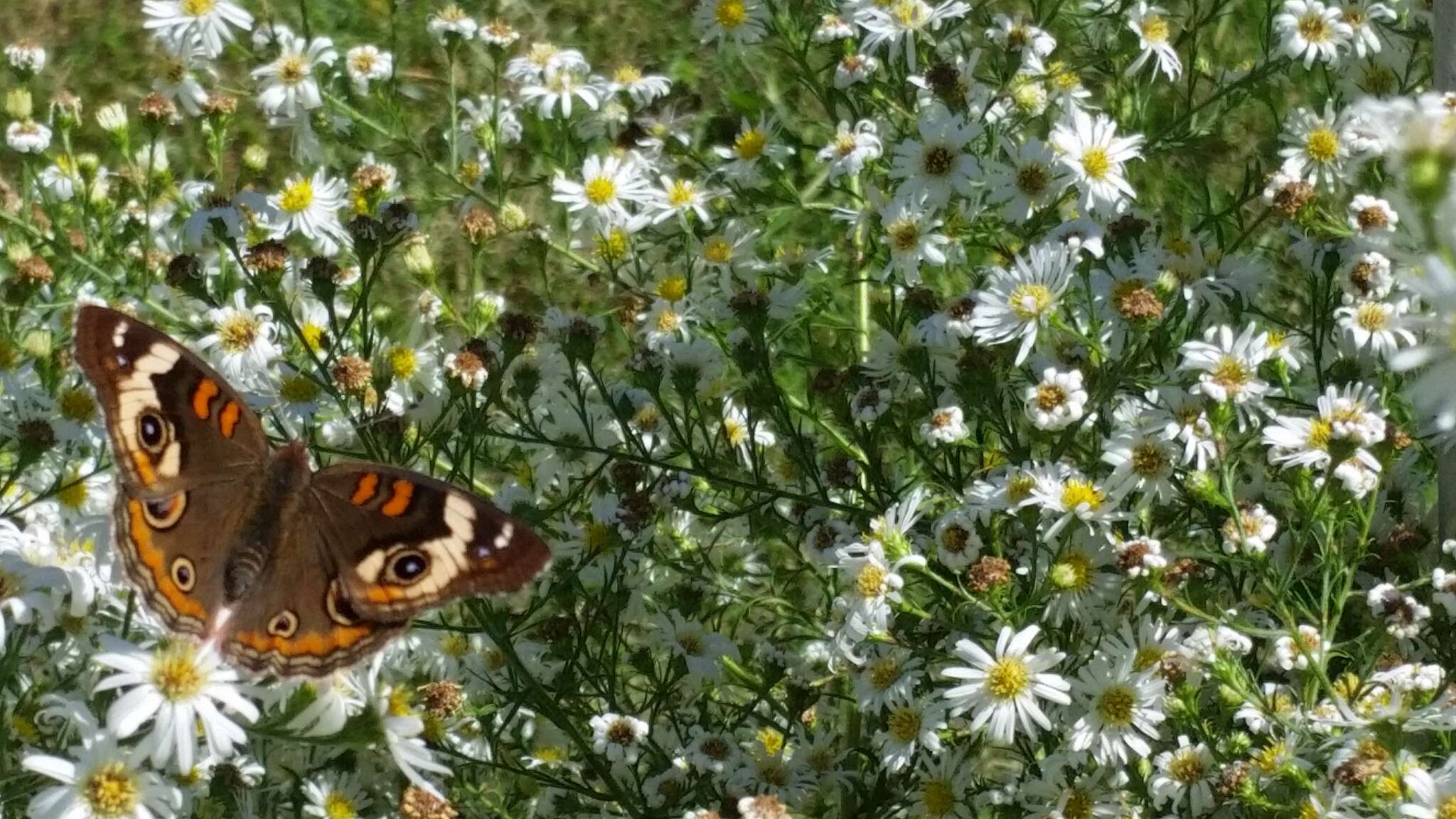 Image of Common buckeye