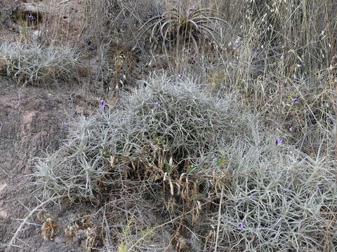 Image of Tillandsia paleacea C. Presl