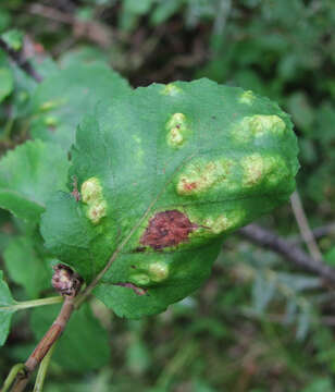 Image of Shrubby Birch