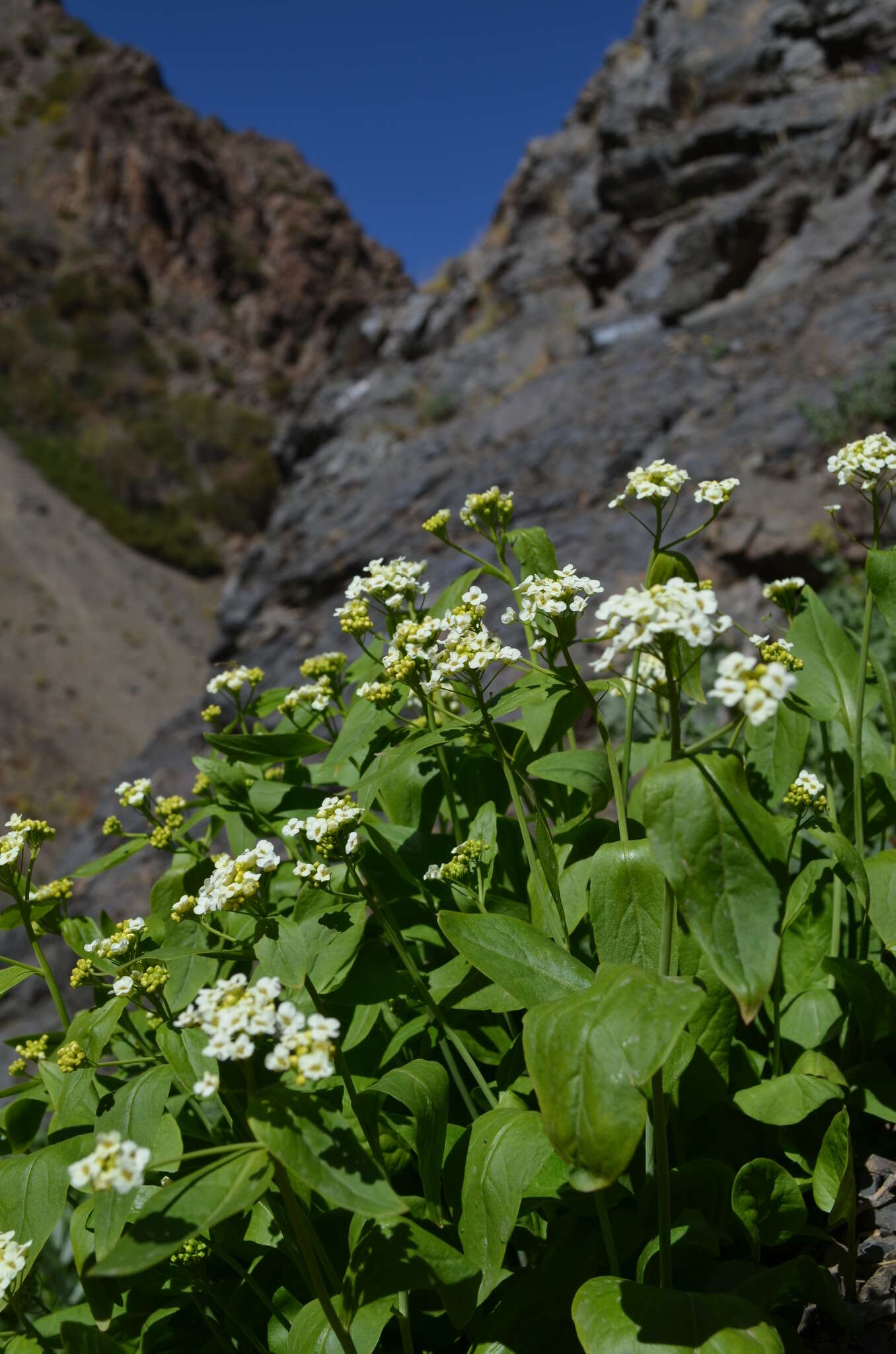 Imagem de Eutrema integrifolium (DC.) Bunge