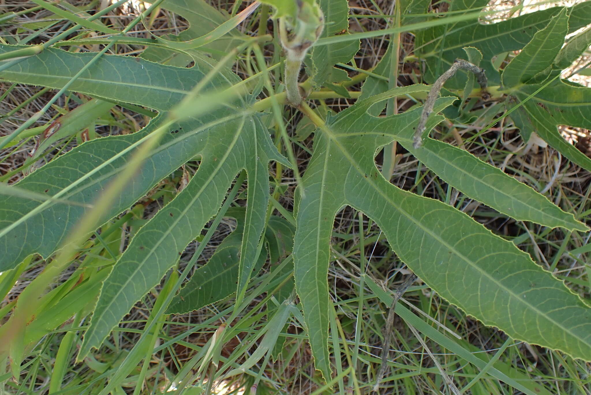 Image of Jatropha zeyheri Sond.