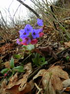 Image of Lungwort