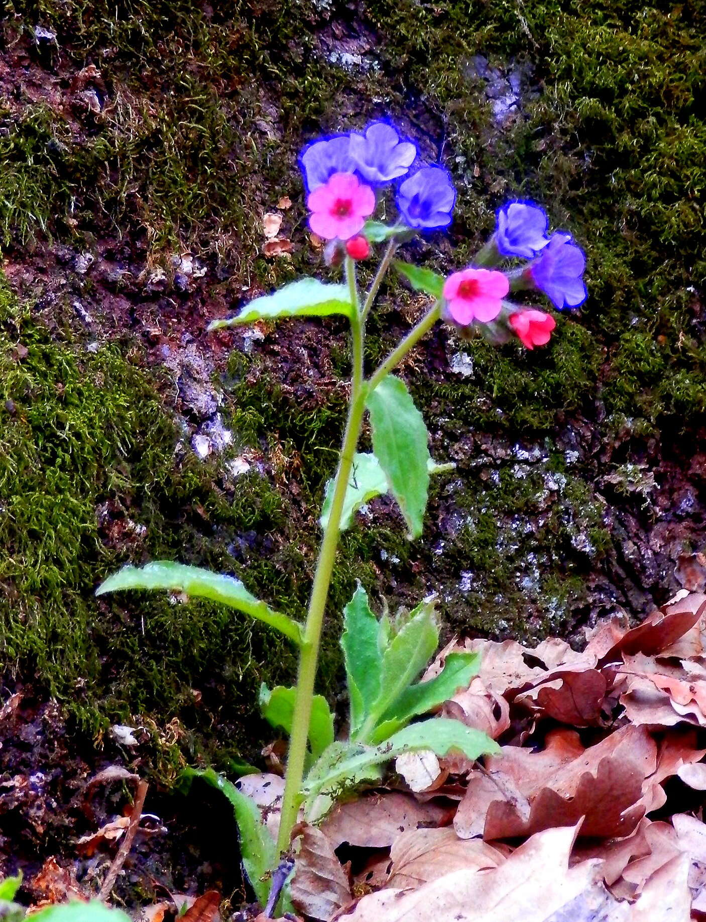 Image of Lungwort