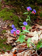 Image of Lungwort