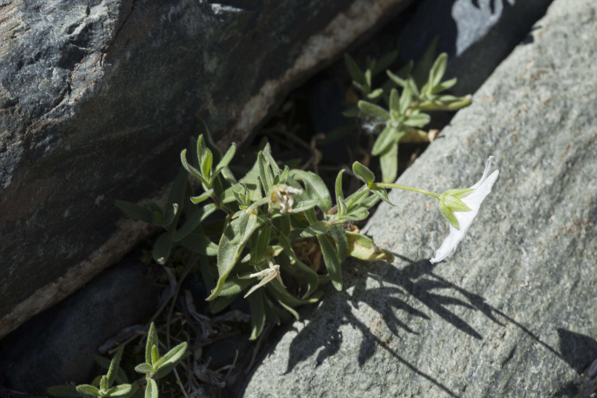 Imagem de Cerastium lithospermifolium Fisch.