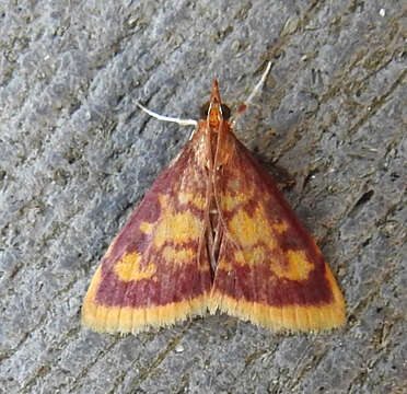 Image of Mint-loving Pyrausta