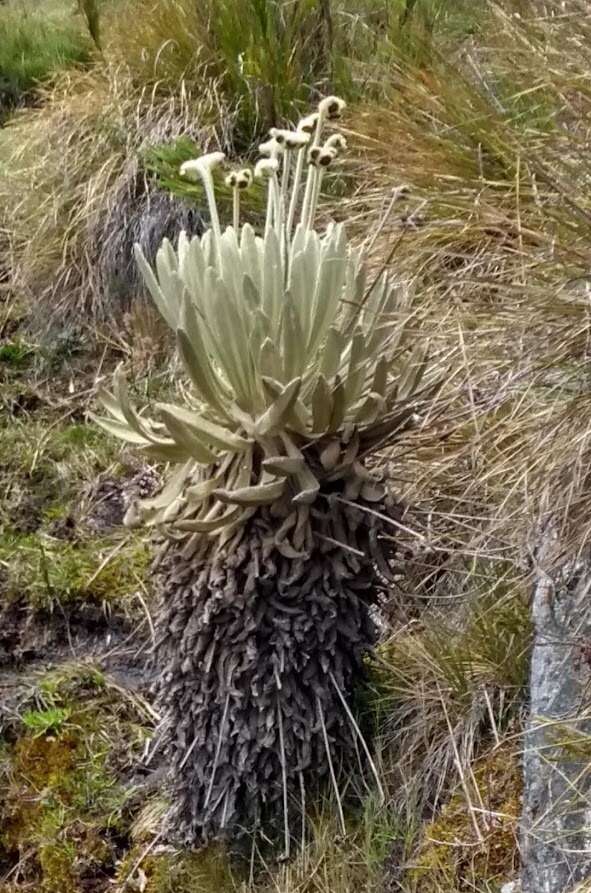 Image of Espeletia conglomerata A. C. Smith