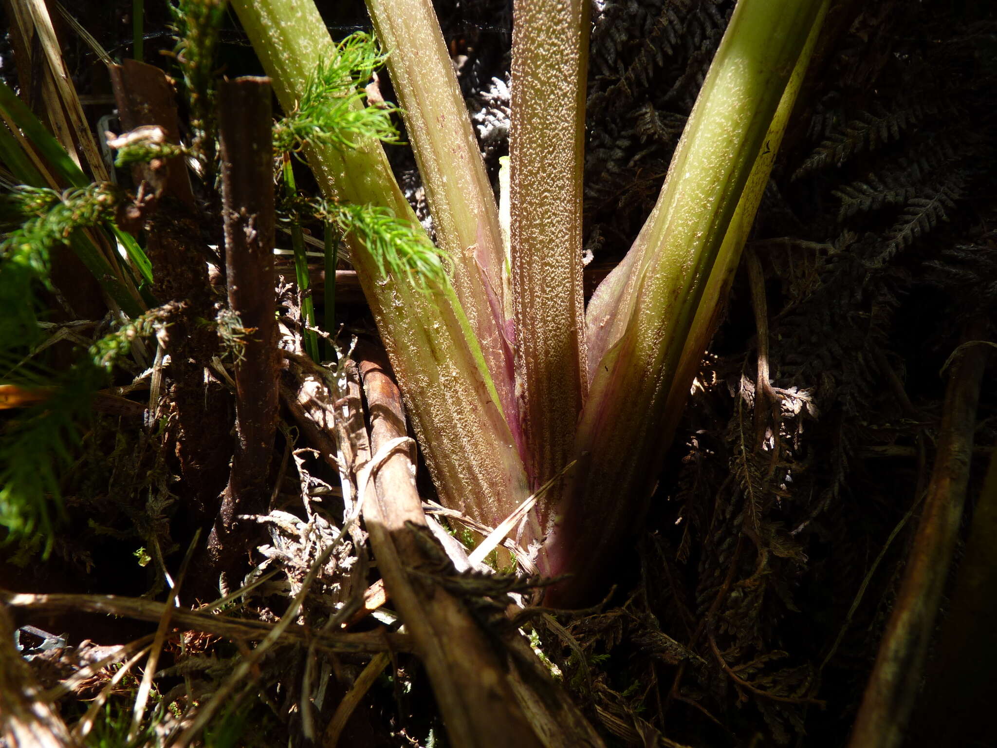 Image of Sonchus regius (Skottsb.) S. C. Kim & Mejías