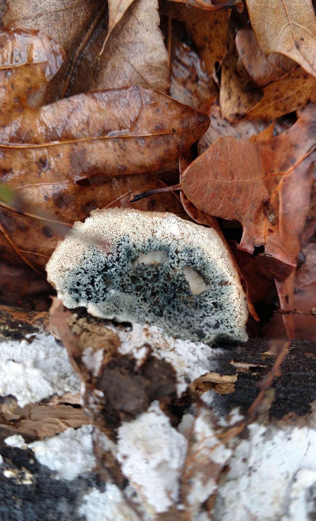 Image de Polypore bleuté