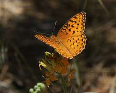 Слика од Speyeria coronis semiramis Edwards 1886