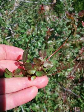 Image of Pistacia atlantica Desf.