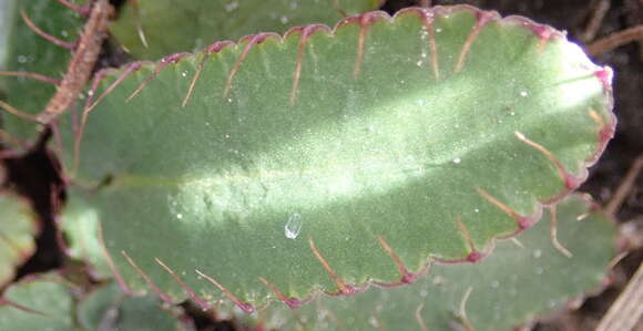 Image of Alepidea capensis (Berg.) R. A. Dyer