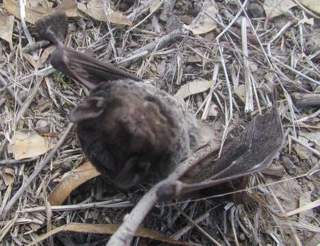 Image of Gould's Wattled Bat