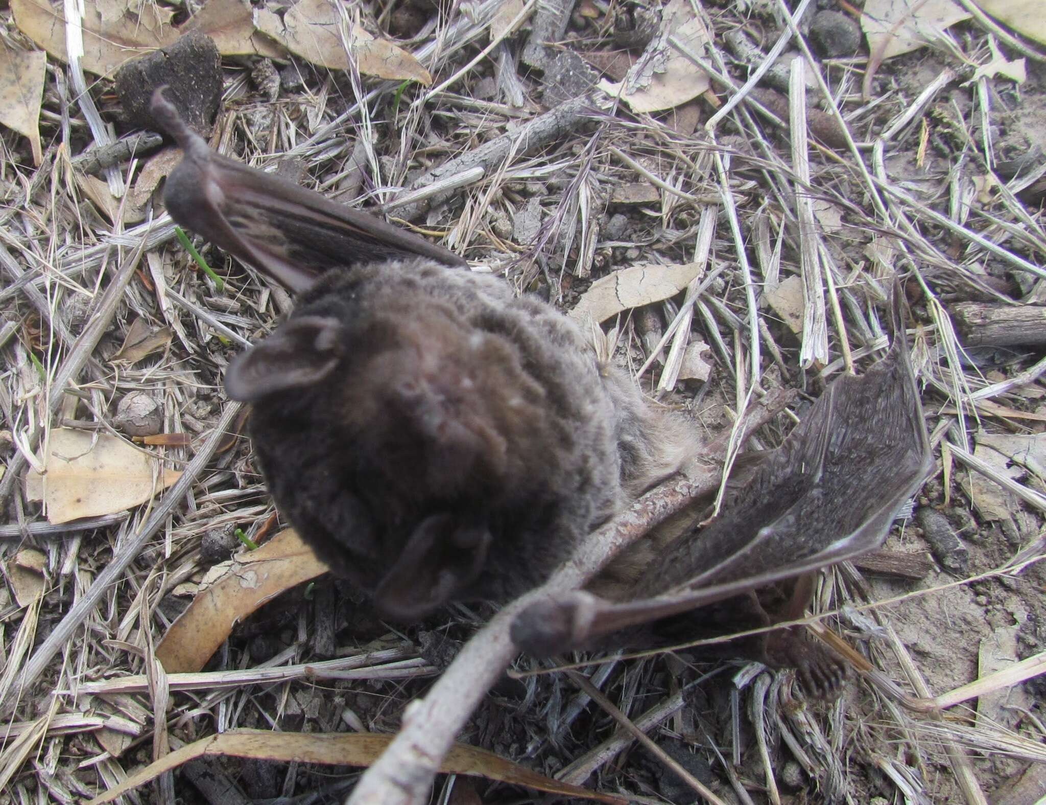 Image of Gould's Wattled Bat