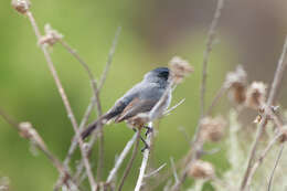 Image of California Gnatcatcher