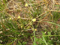 Image of baker's stickyseed