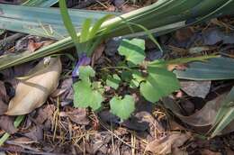 Image of wall lettuce