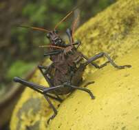 Image of lubber grasshopper