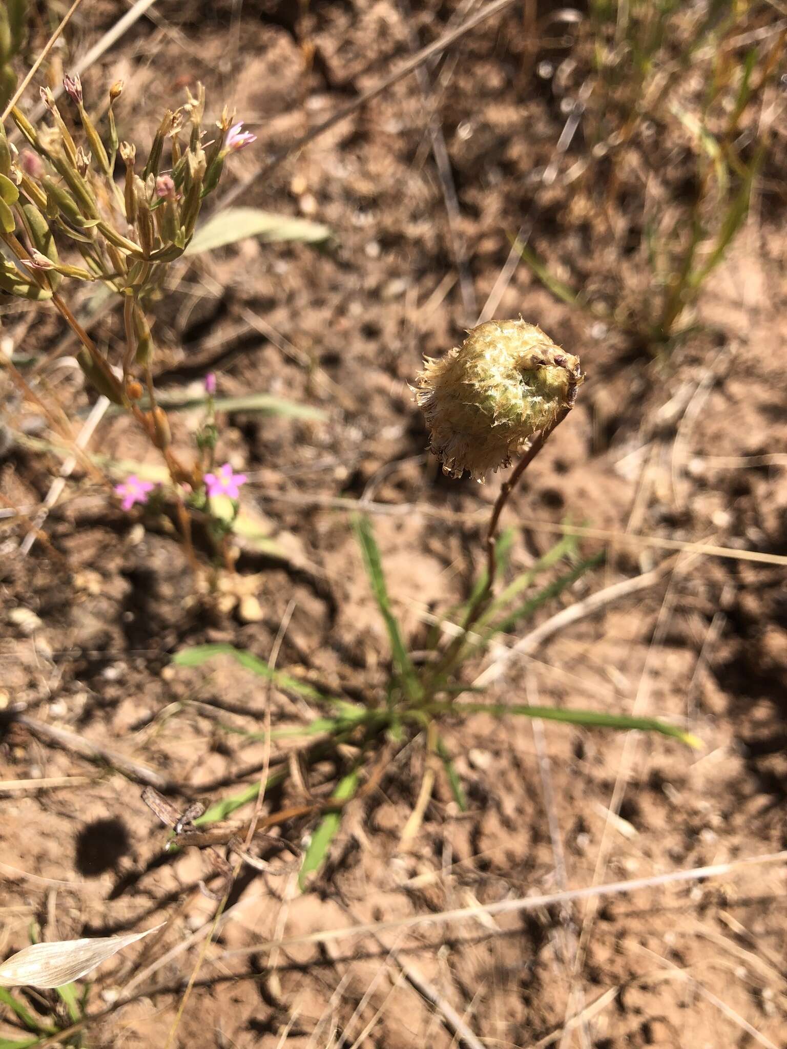 Image of Podolepis linearifolia