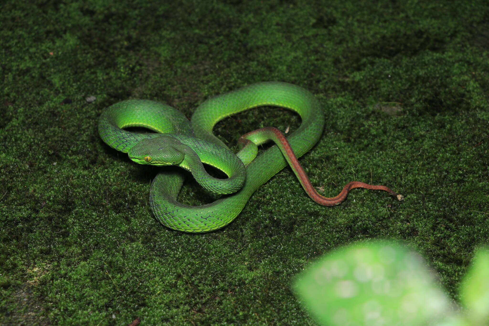 Image of Nepal pitviper