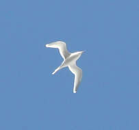 Image of White-tailed Tropicbird