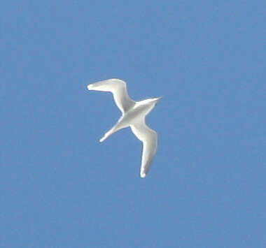 Image of White-tailed Tropicbird