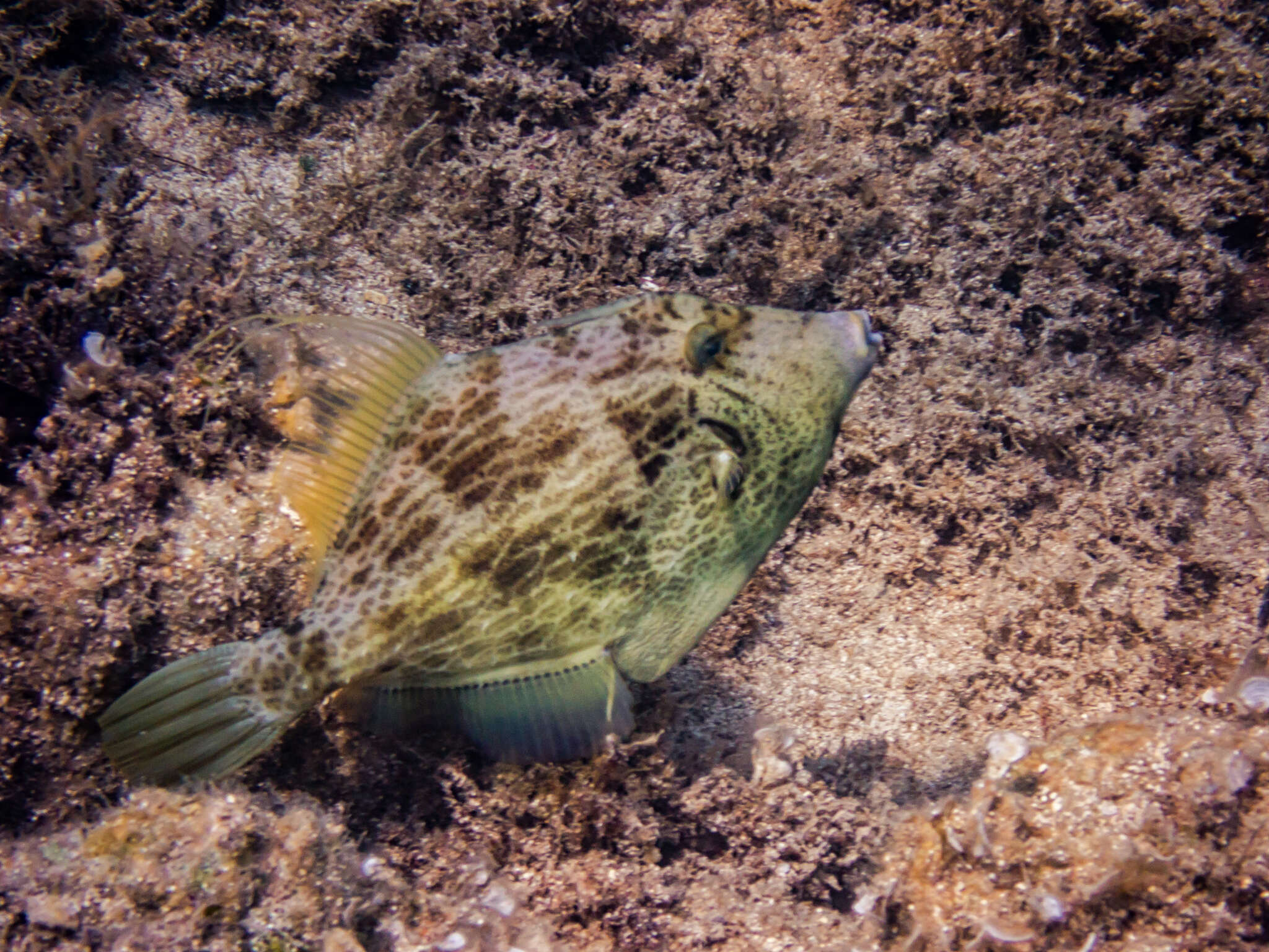 Image of Reticulated leatherjacket