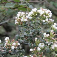 Image of Chromolaena bullata (Klatt) R. King & H. Rob.