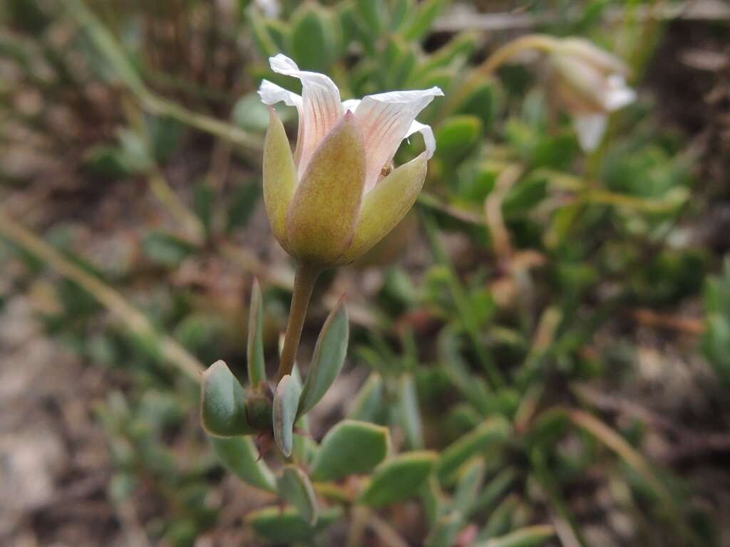 Image of Roepera sessilifolia (L.) Beier & Thulin