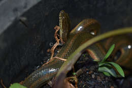 Image of Rainbow Mud Snake