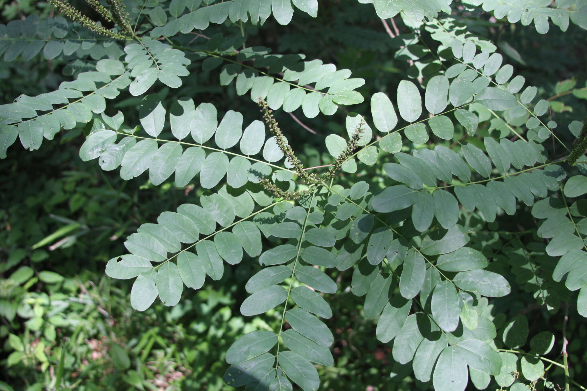 Image of shining false indigo