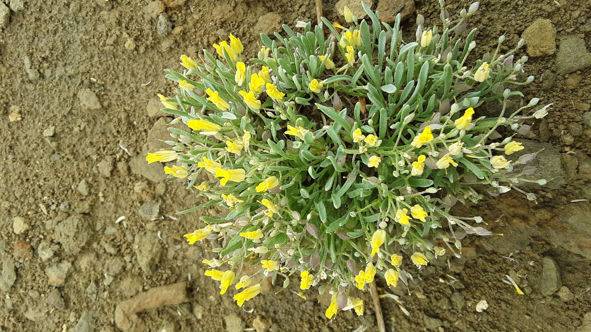 Image of alpine bladderpod