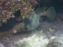 Image of Spotted Trunkfish