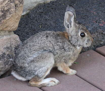 Image of Mountain Cottontail