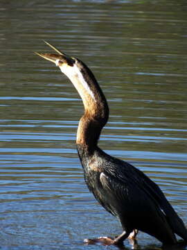 Image of Anhinga rufa rufa (Daudin 1802)