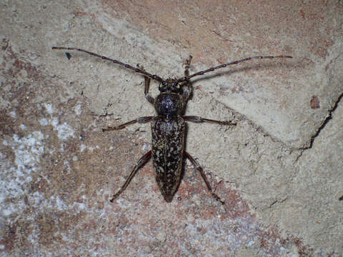 Image of Enaphalodes cortiphagus (Craighead 1923)