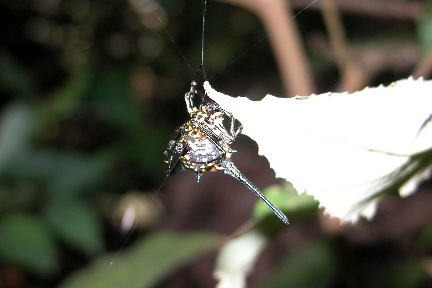 Image of Gasteracantha dalyi Pocock 1900