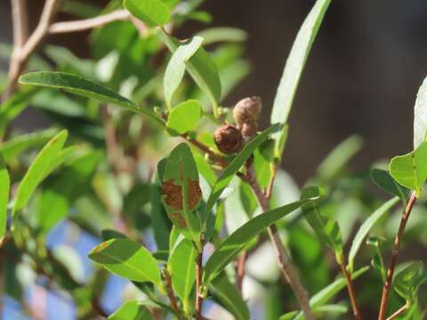 Imagem de Ochna barbosae N. Robson