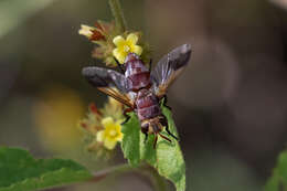 Image of Chromatophania picta (Wiedemann 1830)