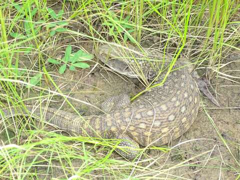 Image of Savannah Monitor