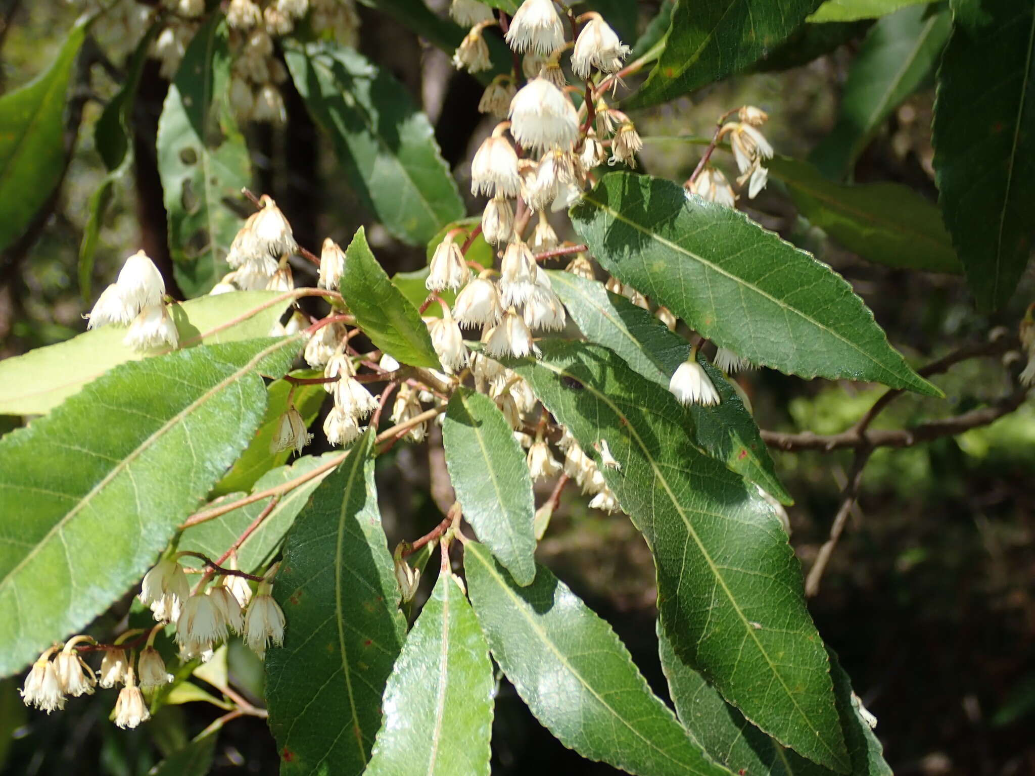 Image of Elaeocarpus reticulatus Sm.