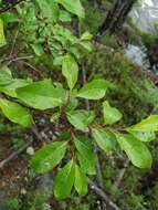 Image of Salix taraikensis Kimura