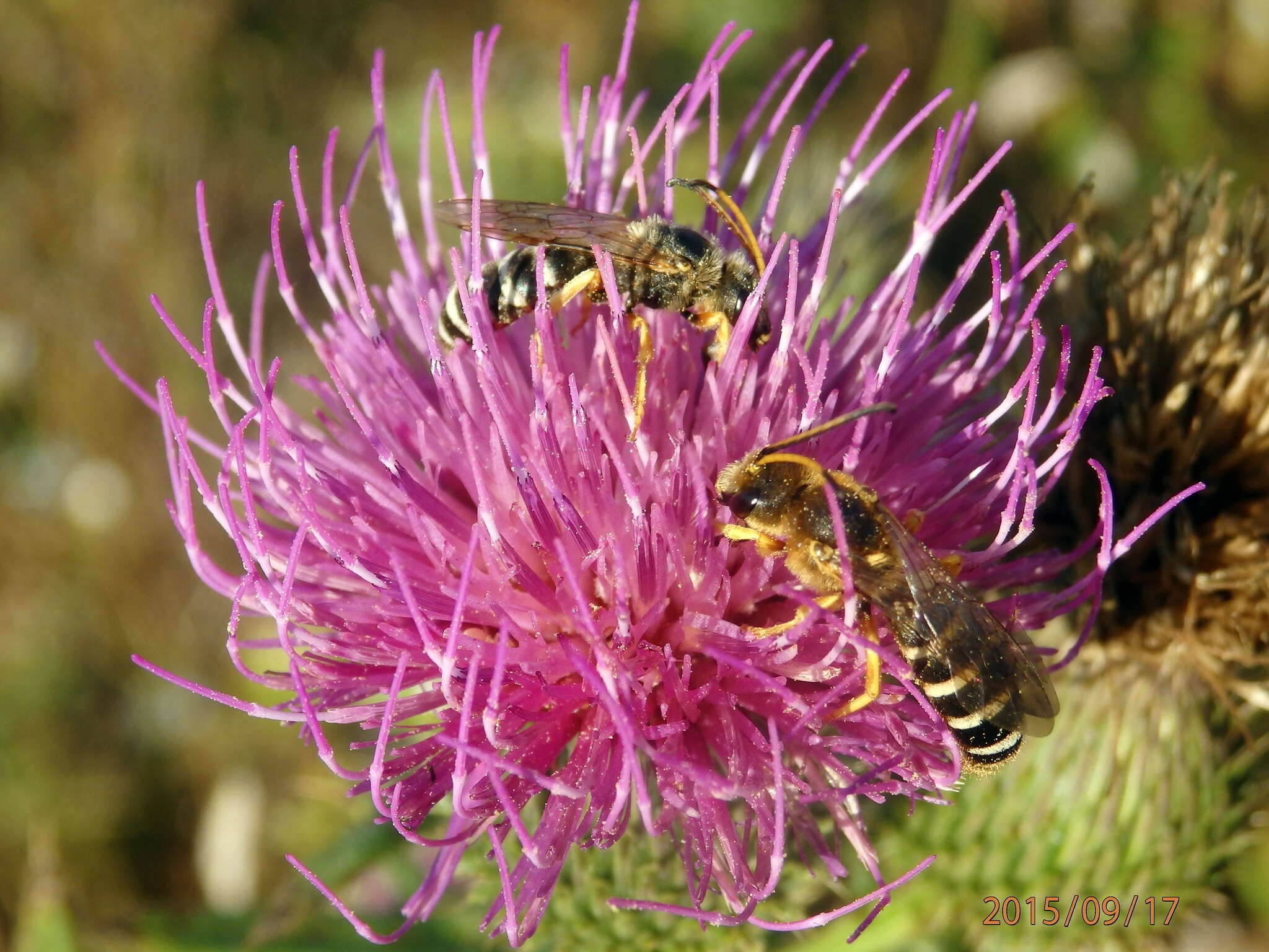 Halictus sexcinctus (Fabricius 1775)的圖片