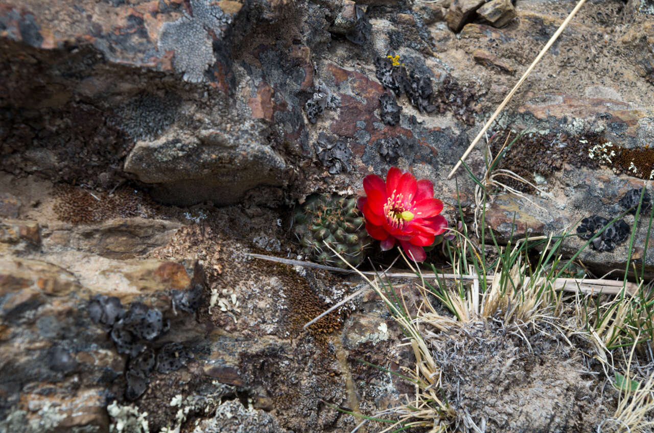 Image of Aylostera atrovirens