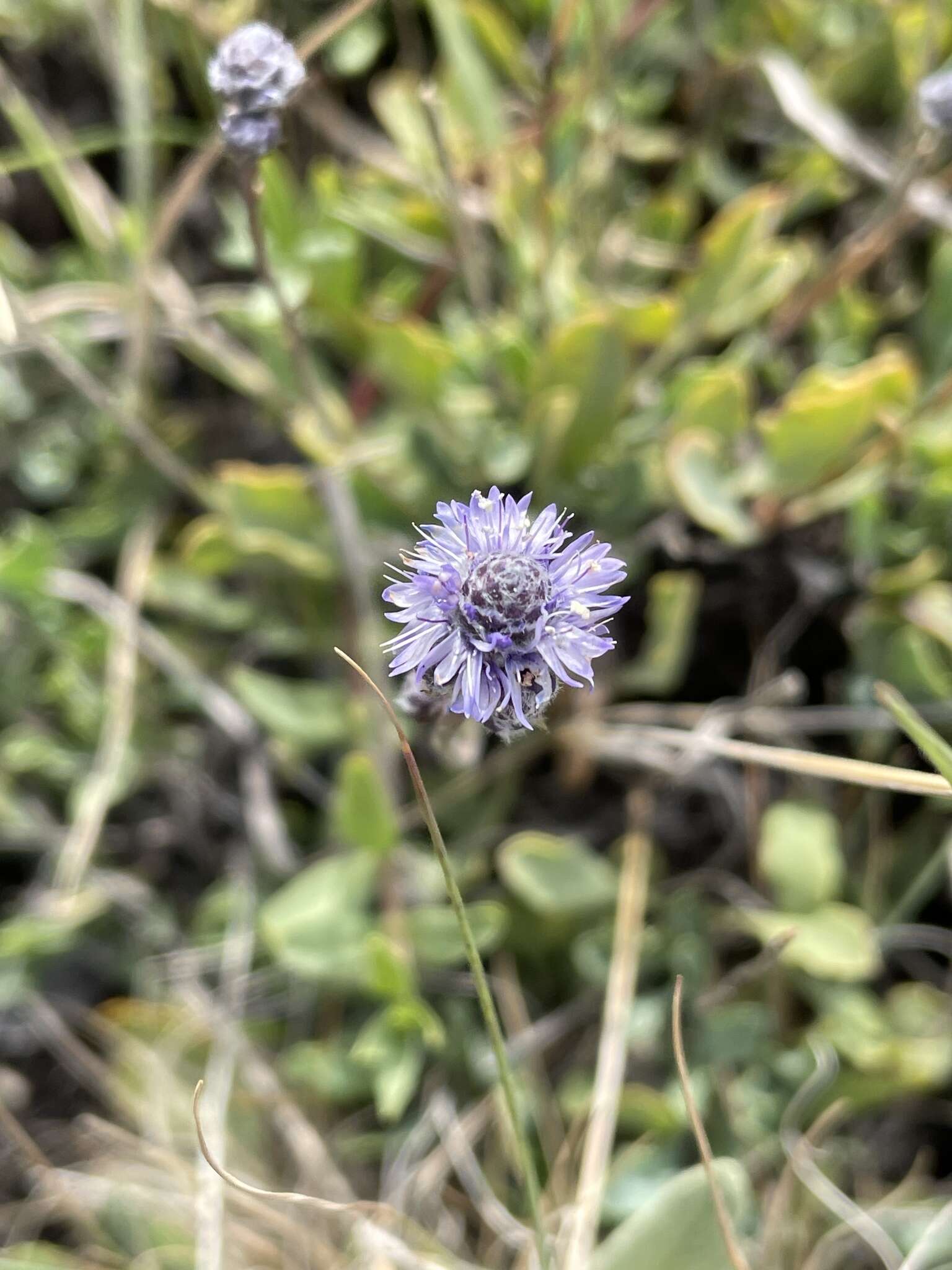 Image of Globularia orientalis L.