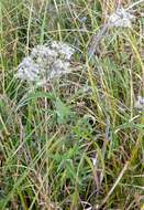 Image of pine barren thoroughwort