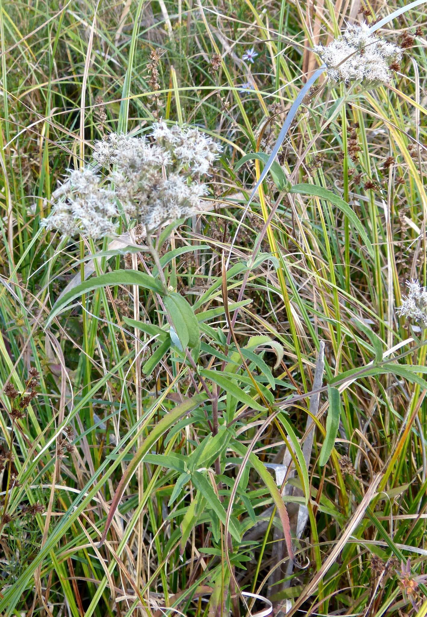 Sivun Eupatorium resinosum Torrey ex DC. kuva