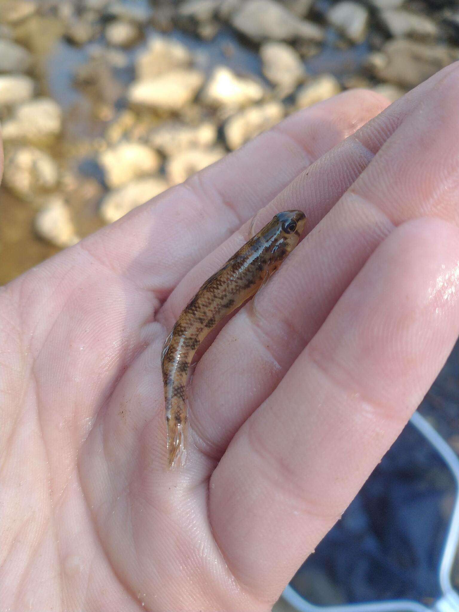 صورة Etheostoma lachneri Suttkus & Bailey 1994