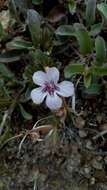 صورة Dyschoriste linearis var. schiedeana (Nees) B. L. Turner